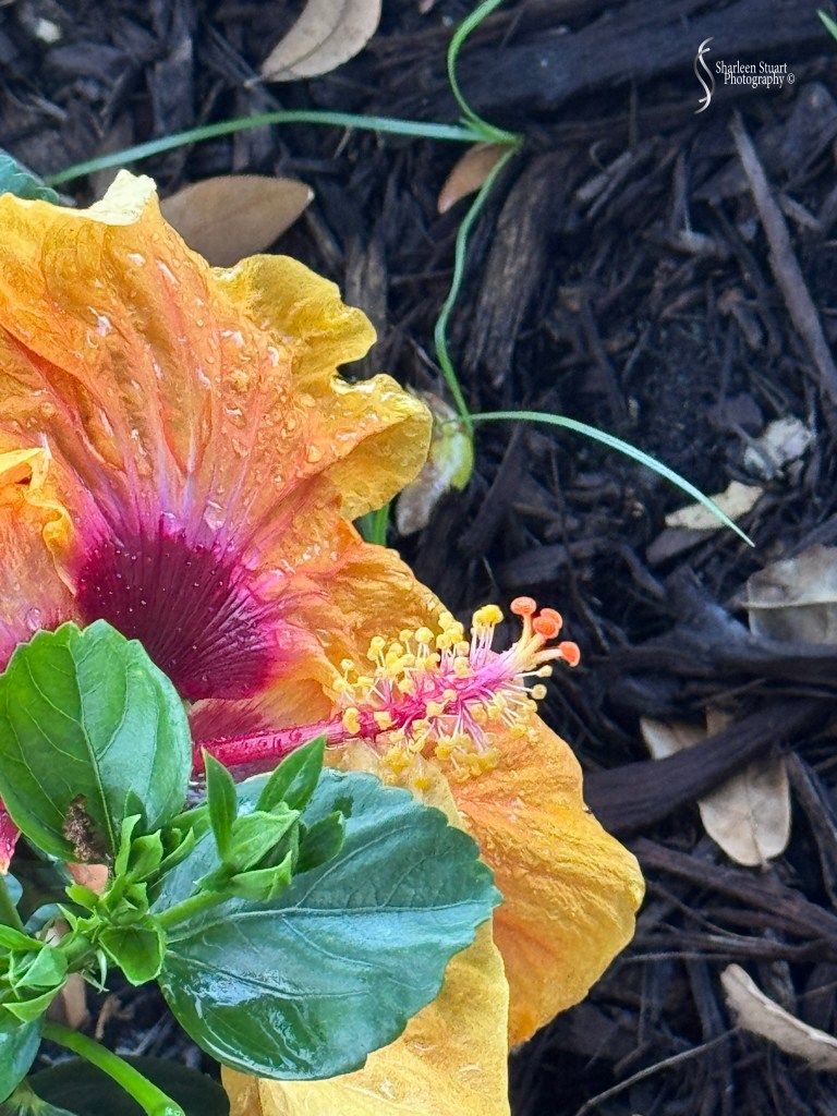 Close-up of a vibrant orange and pink hibiscus flower with droplets of water, surrounded by green foliage and dark mulch.
