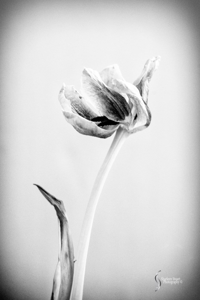 A black and white photograph of a delicate flower with wilted petals, standing tall against a softly blurred background.