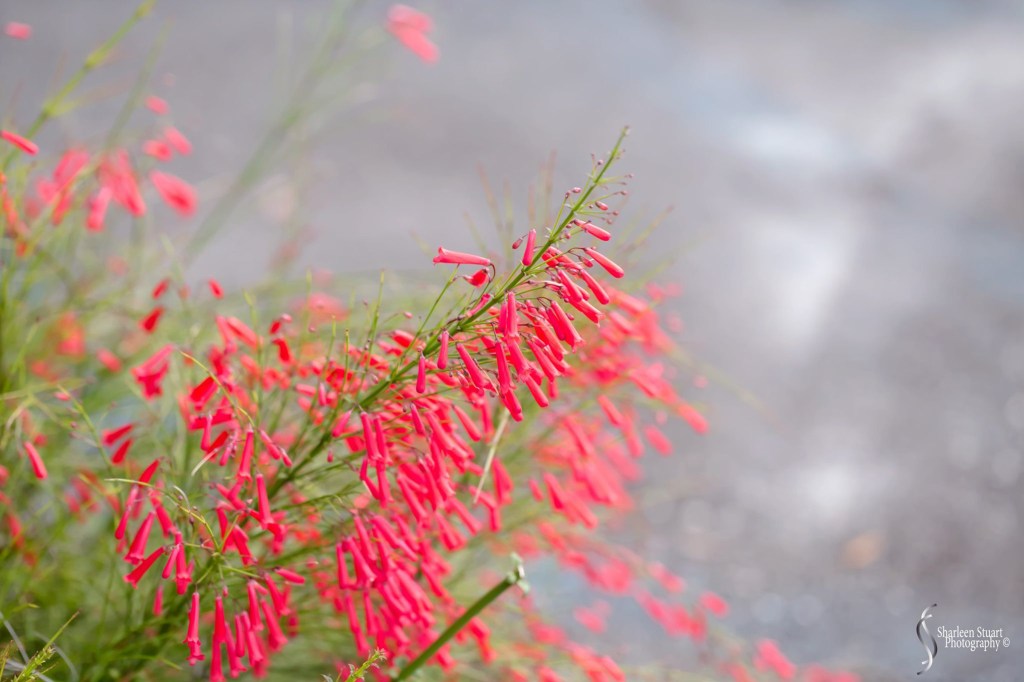 A vibrant display of red tubular flowers on a green stem, set against a blurred background.