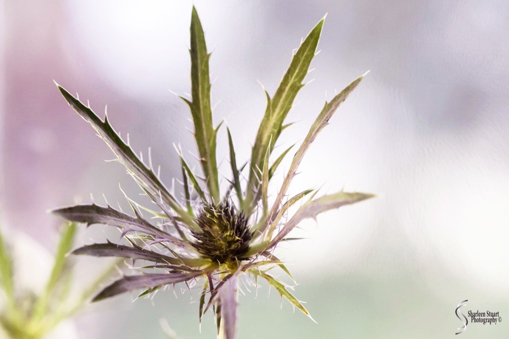 Close-up of a thistle plant with sharp, jagged leaves and a developing flower head, set against a softly blurred background.
