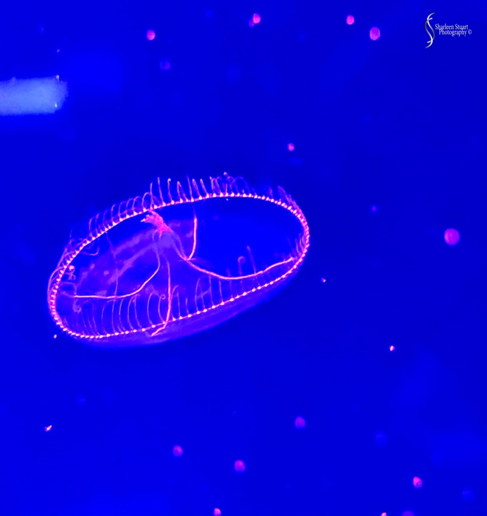 A glowing jellyfish illuminated against a deep blue background, showing fine details of its bell and tentacles.