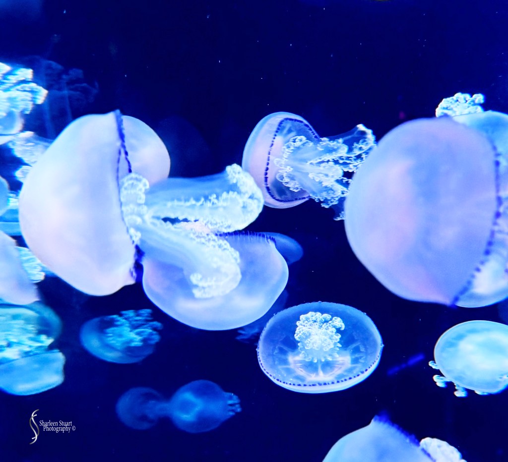 A vibrant underwater scene featuring several jellyfish swimming gracefully in a blue-tinted aquarium.