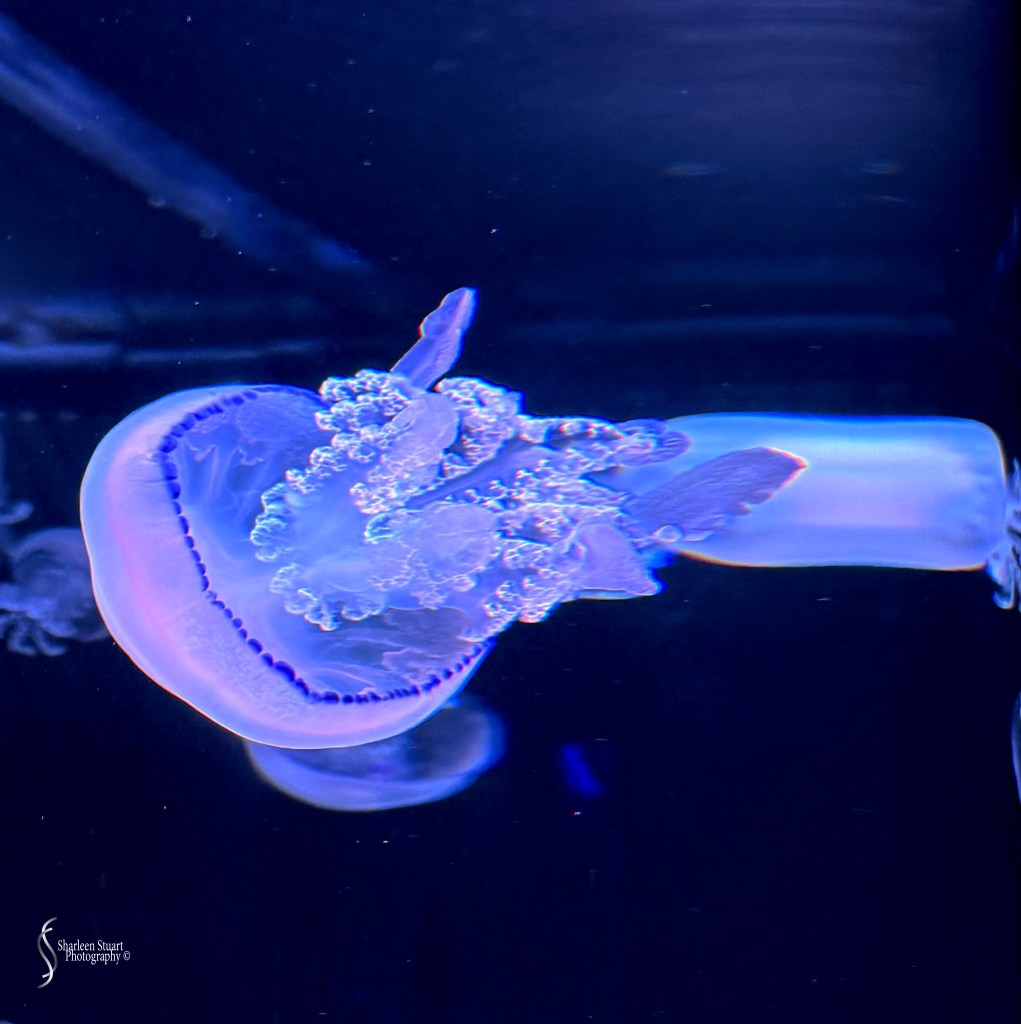 A translucent jellyfish swimming gracefully in dark blue water, displaying a soft glow and delicate tentacles.