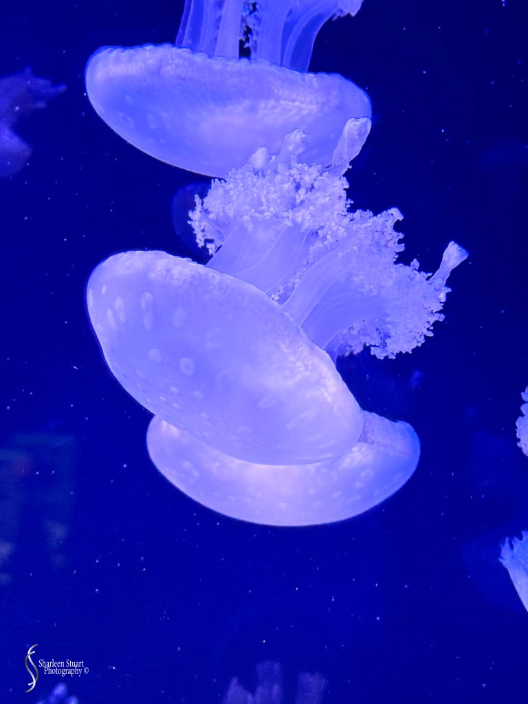 A group of translucent jellyfish floating gracefully in a deep blue aquarium.