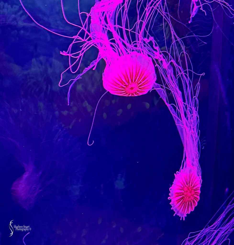 Two brightly colored jellyfish with pink hues floating in dark blue water.