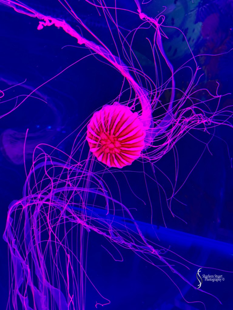 A brightly colored jellyfish illuminated against a dark blue background, displaying long, flowing tentacles.