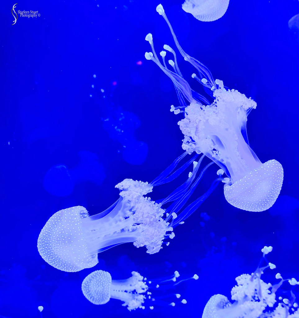 A group of jellyfish swimming gracefully in a bright blue tank.