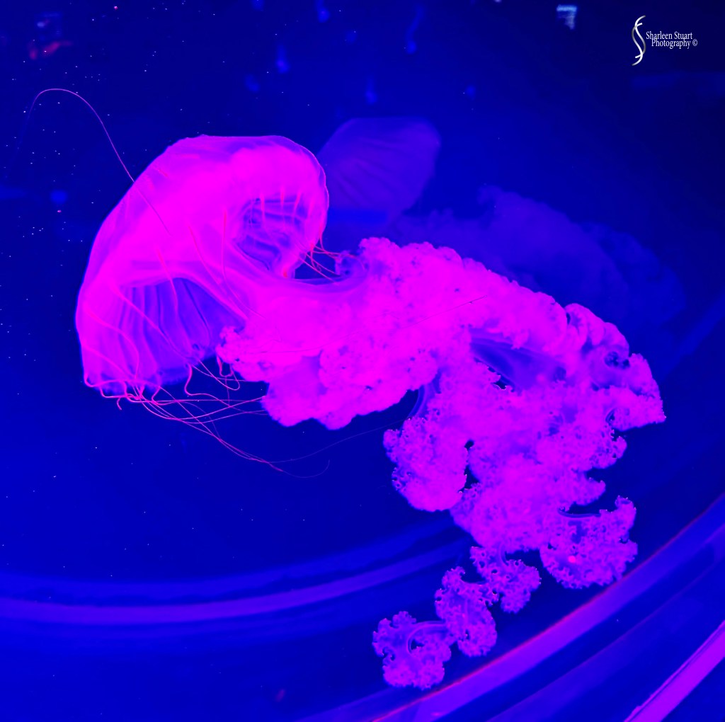 A glowing purple jellyfish swimming in a dark blue aquarium.
