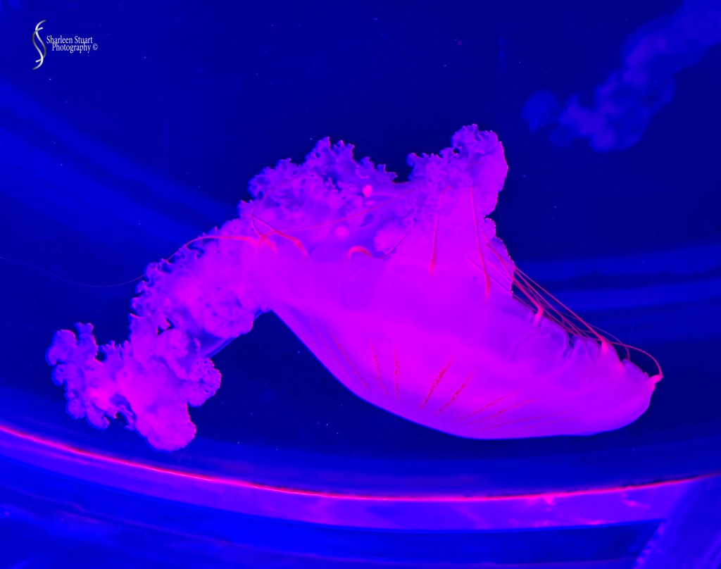 A glowing jellyfish illuminated in vibrant purple and blue colors, suspended in water.