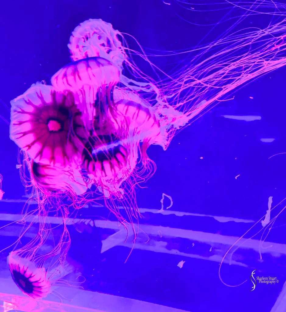 A vibrant underwater scene featuring several jellyfish with pulsating pink and purple hues against a dark blue background.