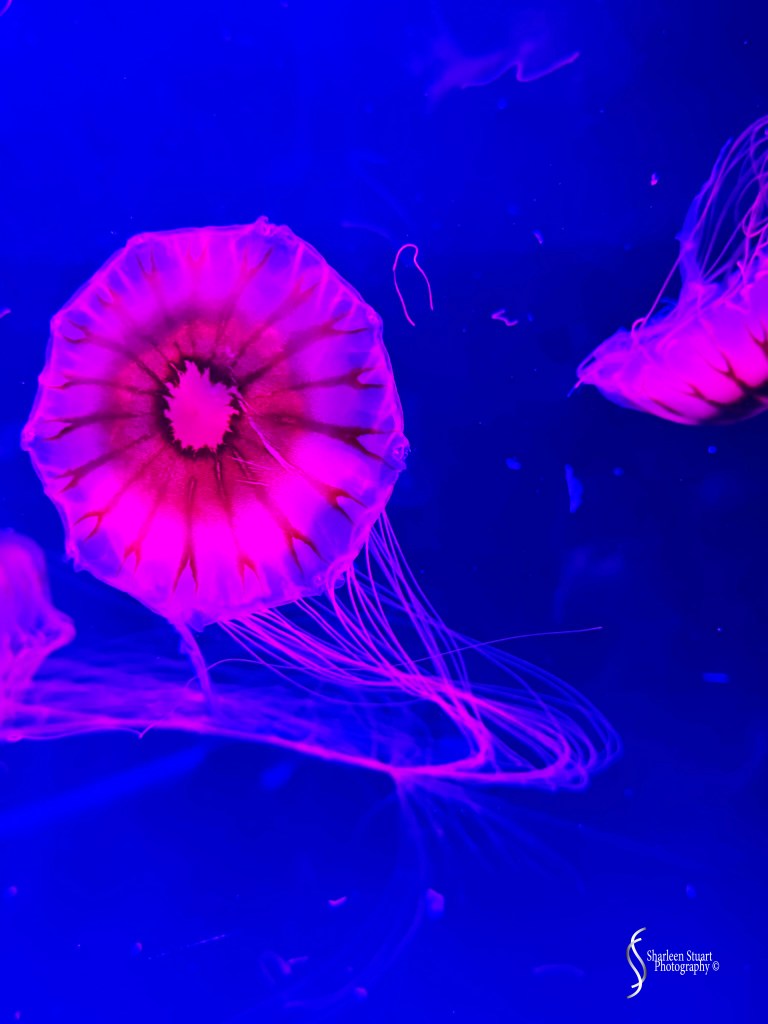 A vibrant jellyfish illuminated in pink and purple hues, floating in a blue underwater environment.