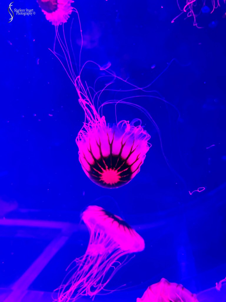 A glowing jellyfish with pink and purple hues swims gracefully in a dark blue aquarium.