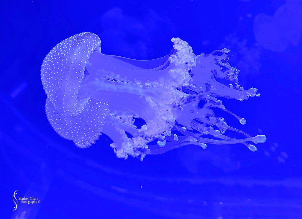 A jellyfish swimming in blue water, showcasing its translucent bell and trailing tentacles against a vibrant blue background.